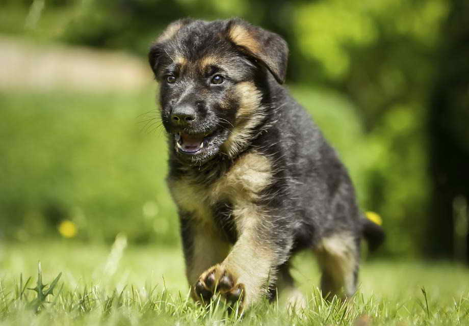 Dog German Shepherd Puppies