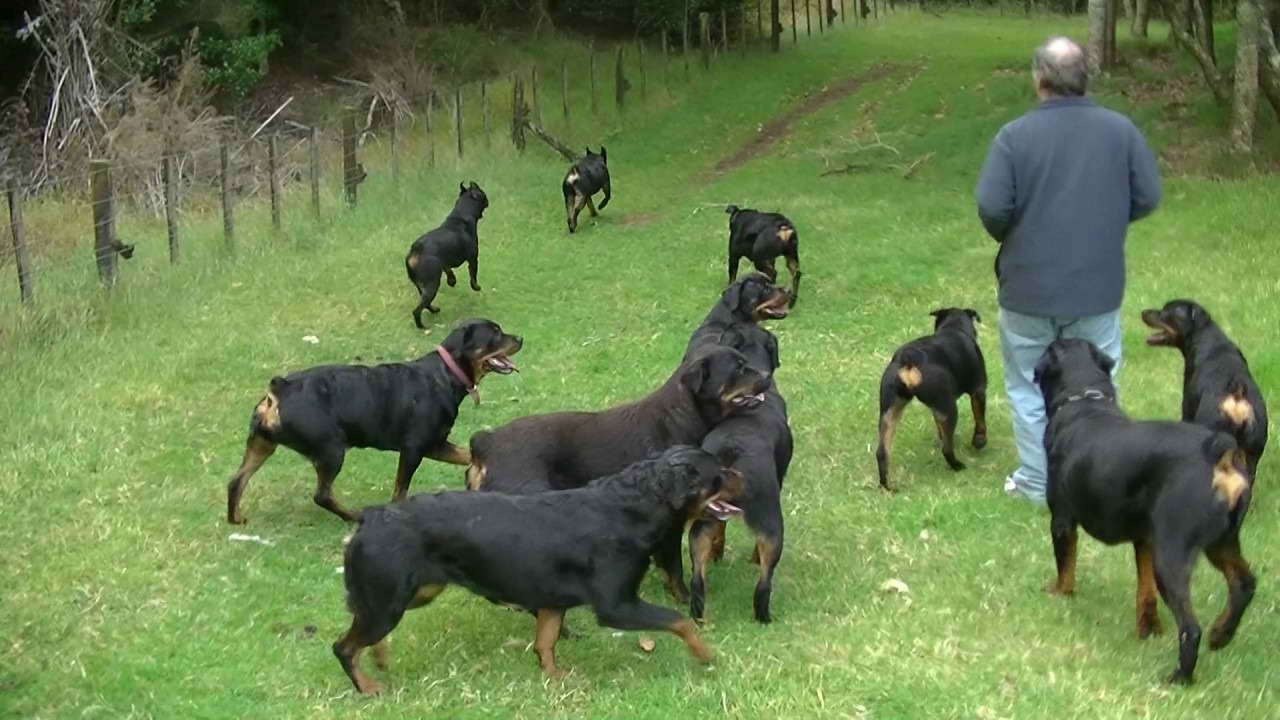 Dog Kennel For Rottweiler