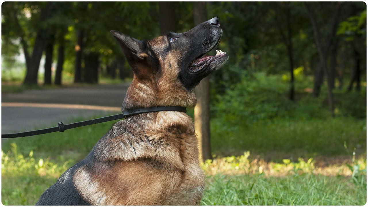 Dog Leash For German Shepherd