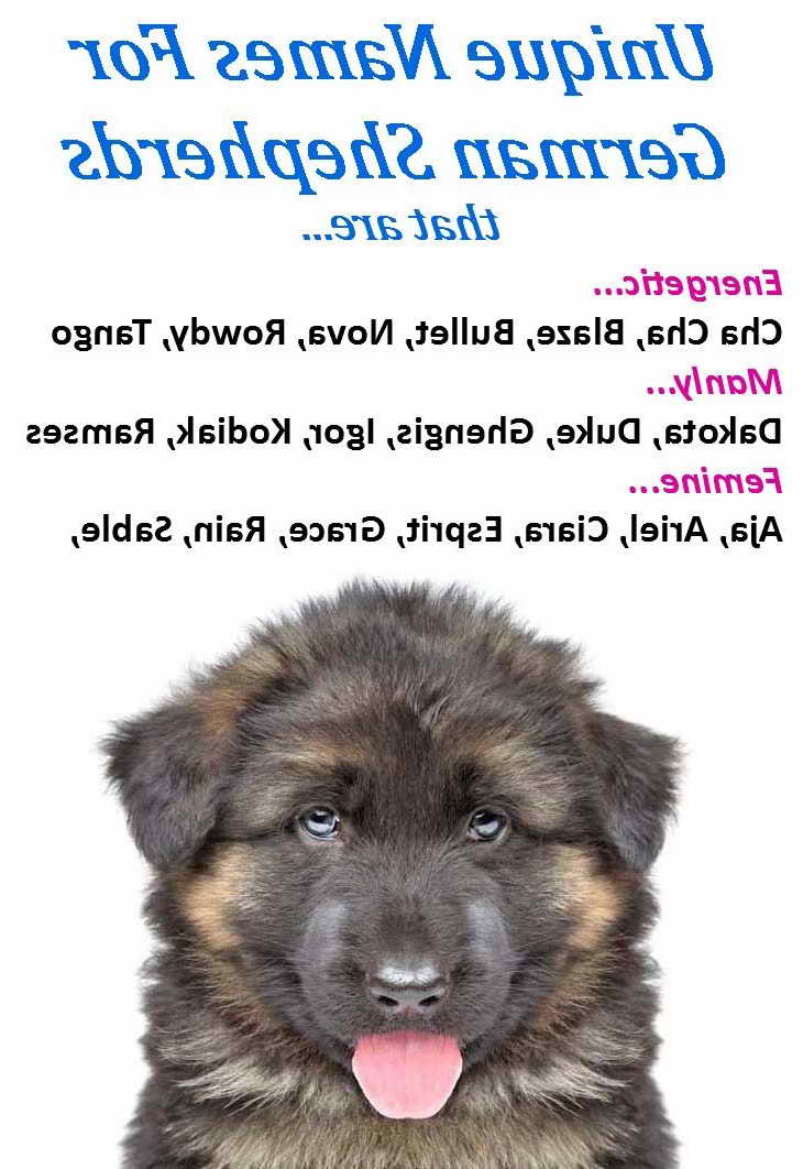 Dog Names For Male German Shepherd Puppies
