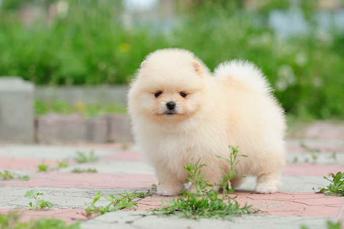 Dog Pomeranian Puppy