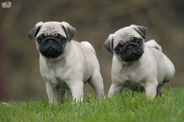 Dog Pug Pictures