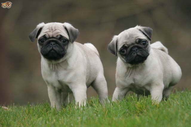 Dog Pug