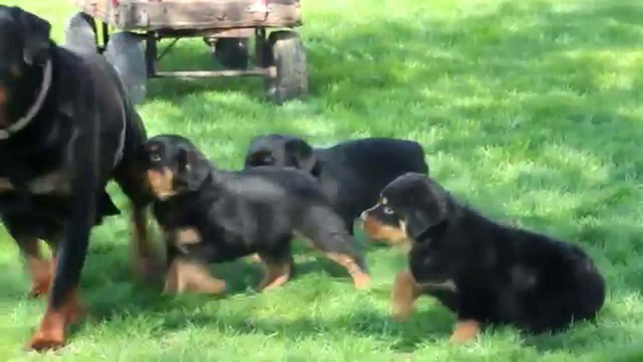 Dog Rottweiler Puppy For Sale