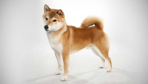 Dog Shiba Inu