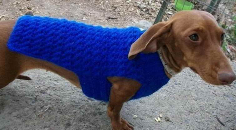 Dog Sweater For Dachshund