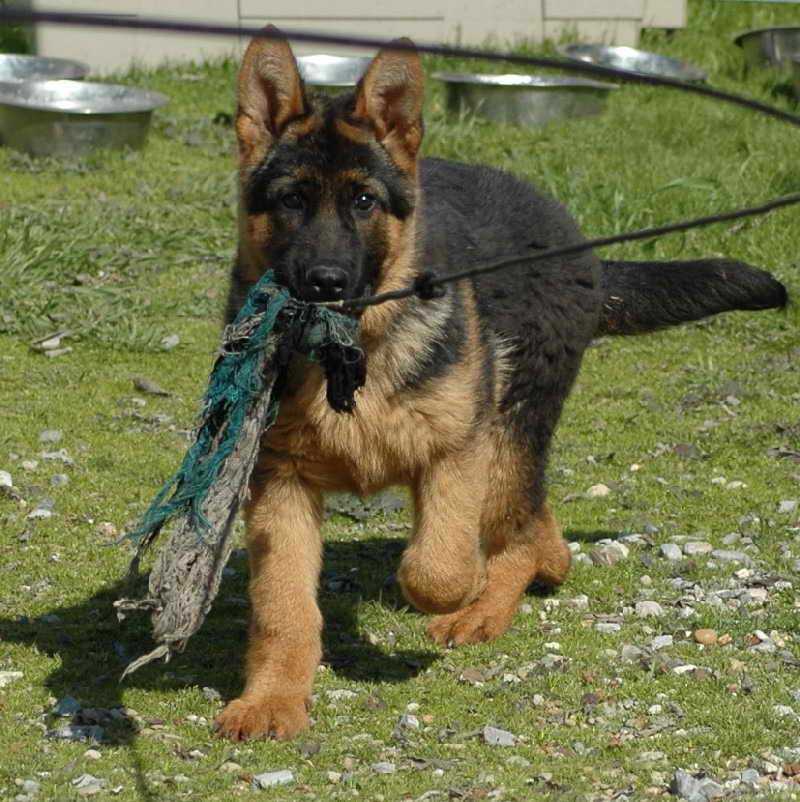 Dog Training German Shepherd