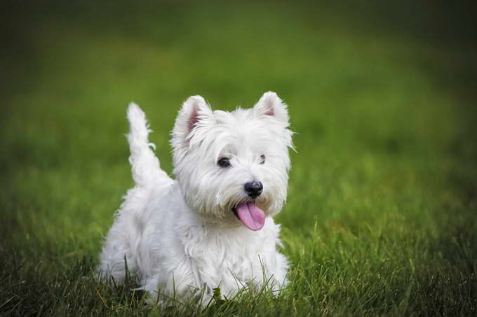 Dog West Highland Terrier
