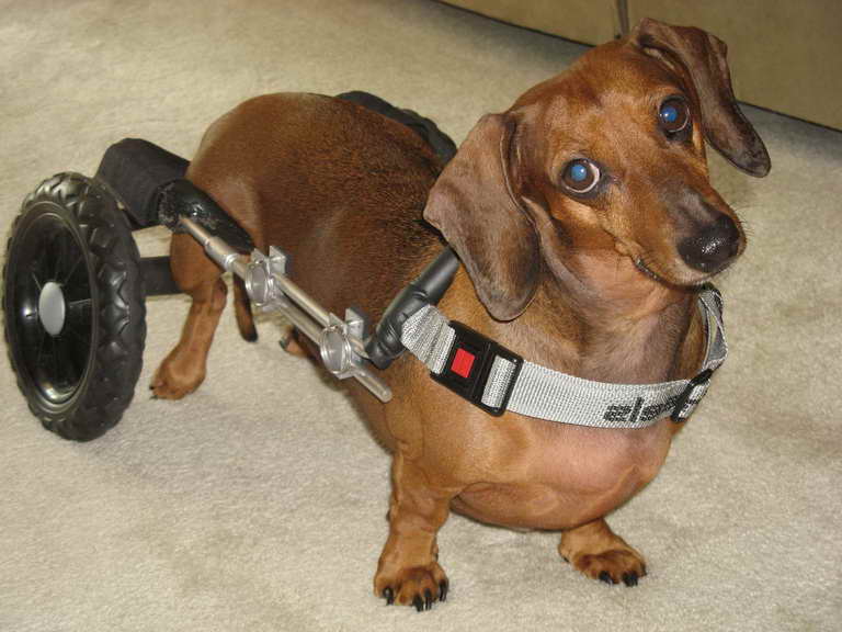 Dog Wheelchair For Dachshund