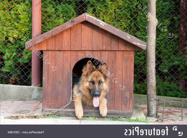 german shepherd dog house