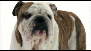 Dogs 101 English Mastiff