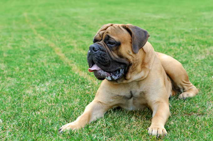 Dogs English Mastiff Breeds