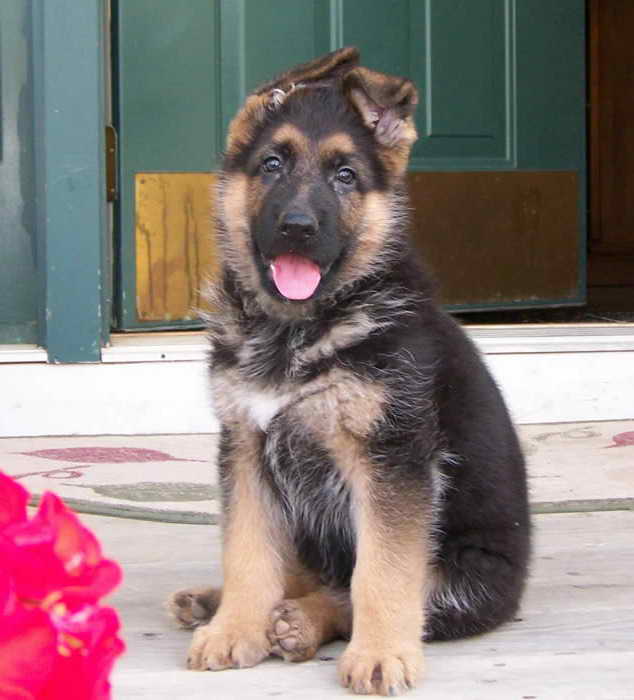 Dogs For Sale German Shepherd Puppy