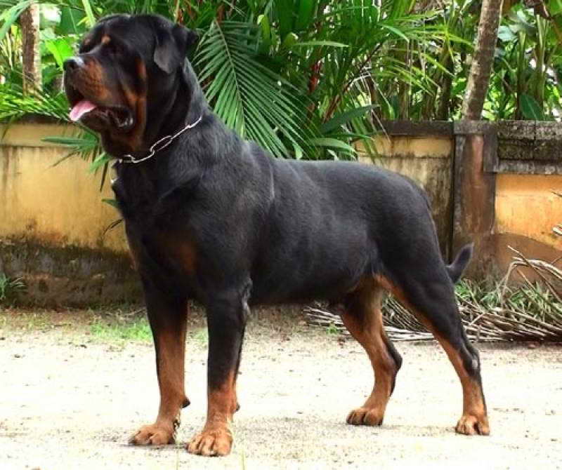 Dogs For Sale Rottweiler Puppies