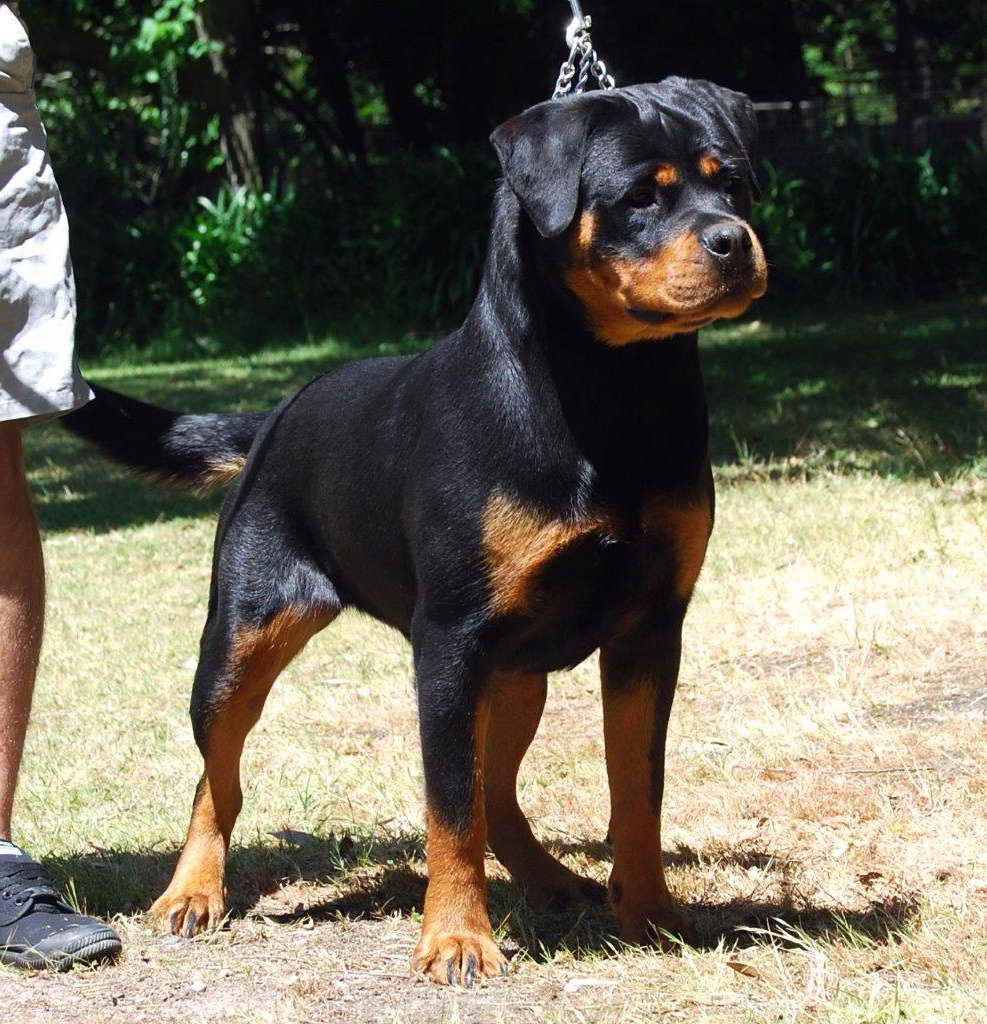 Dogs For Sale Rottweiler