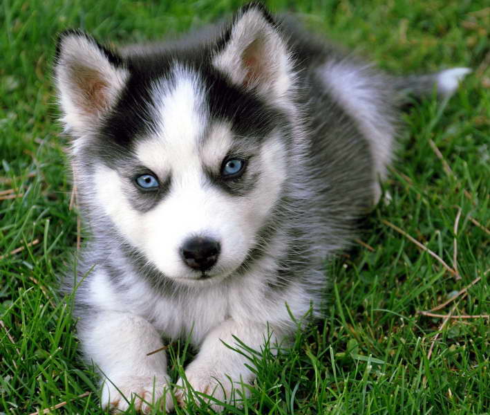 Dogs Husky Puppies