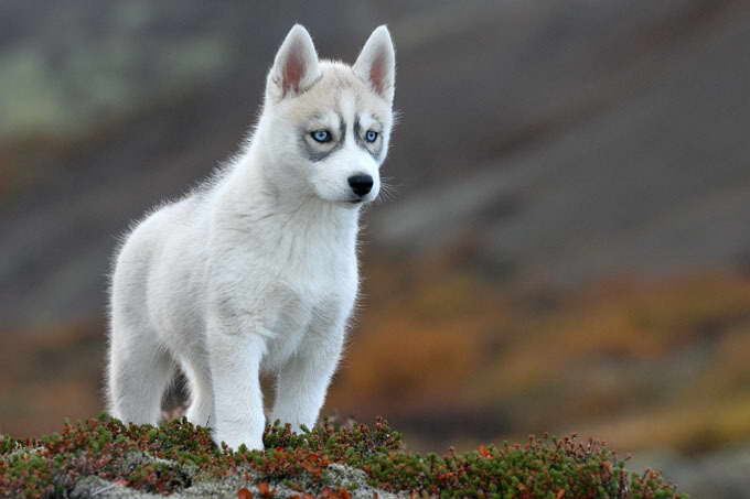 Dogs Siberian Husky