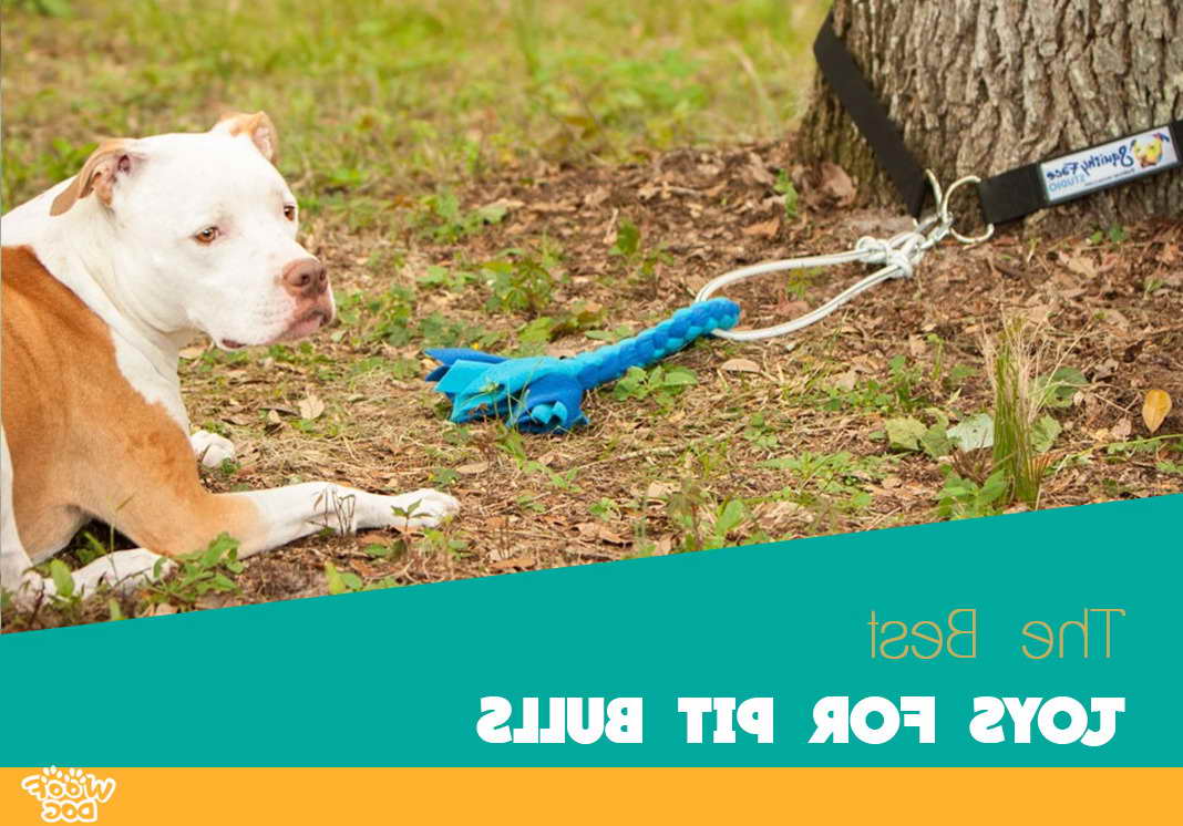Durable Pit Bull Toys