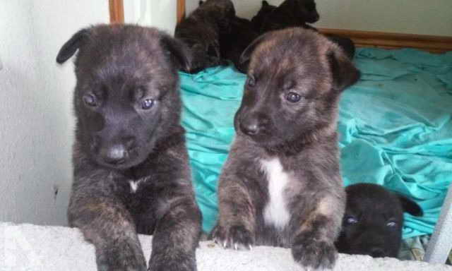 Dutch German Shepherd Puppies For Sale