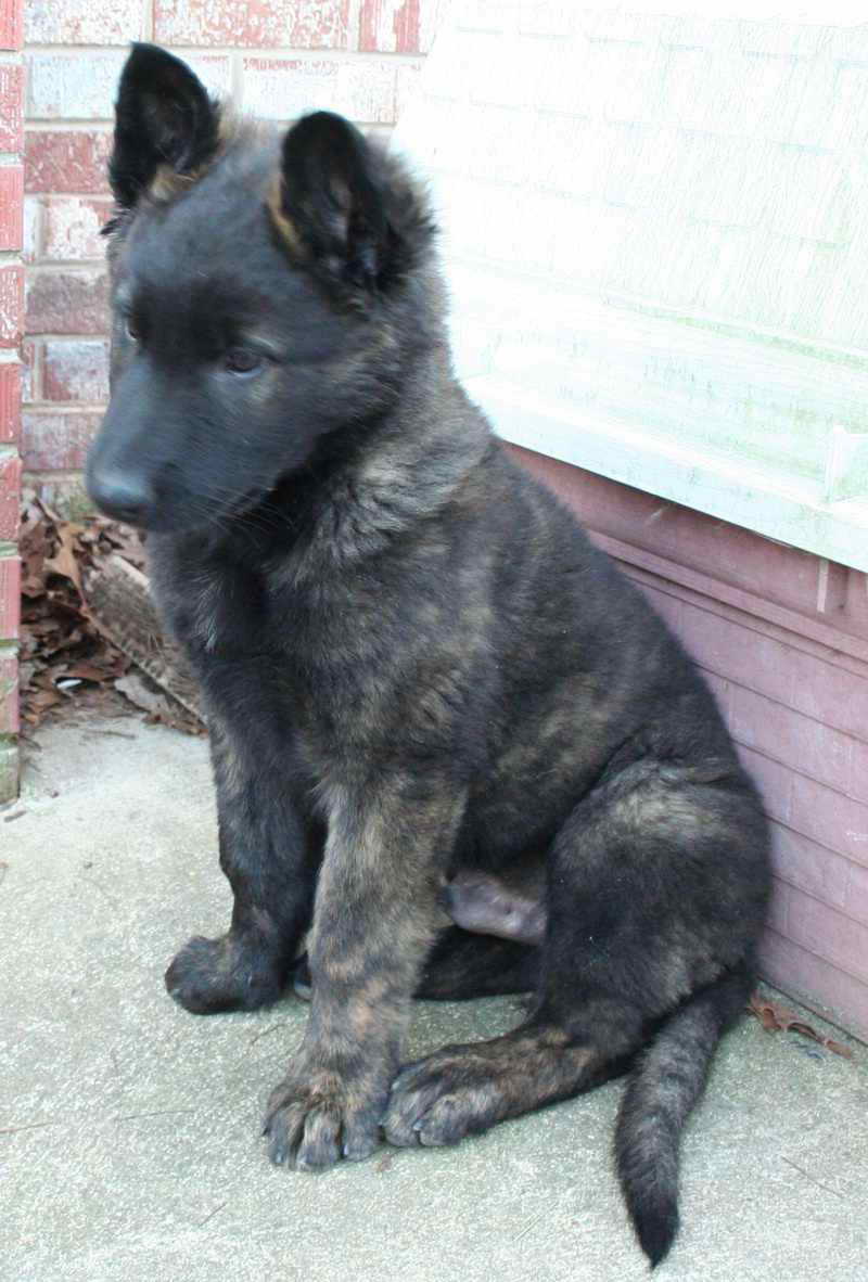 Dutch German Shepherd Puppies