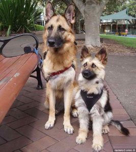 Dwarf German Shepherd For Sale