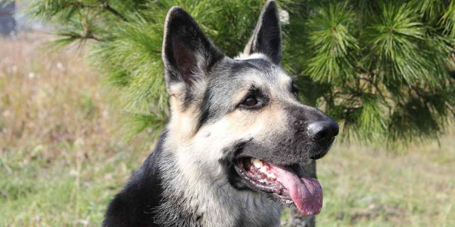 East European German Shepherd