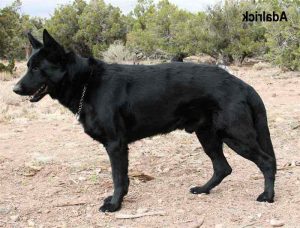 East German Shepherd For Sale