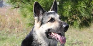 Eastern European German Shepherd