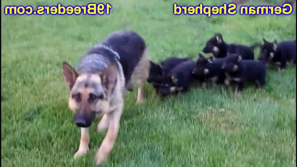 Ebay German Shepherd Puppies For Sale