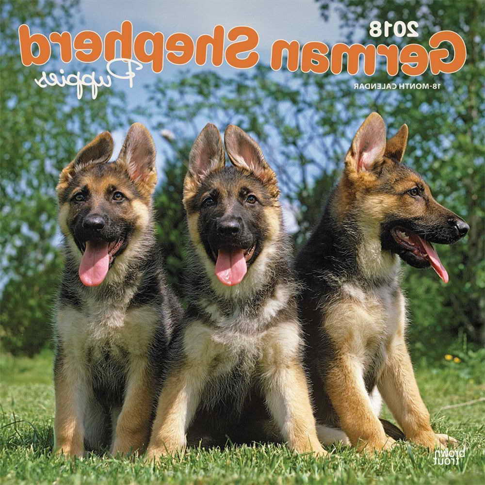 Ebay German Shepherd Puppies