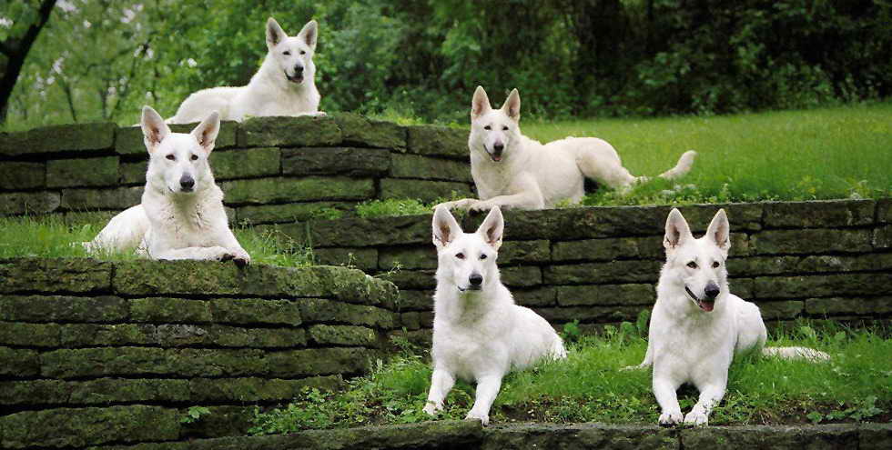 Echo White German Shepherd Rescue