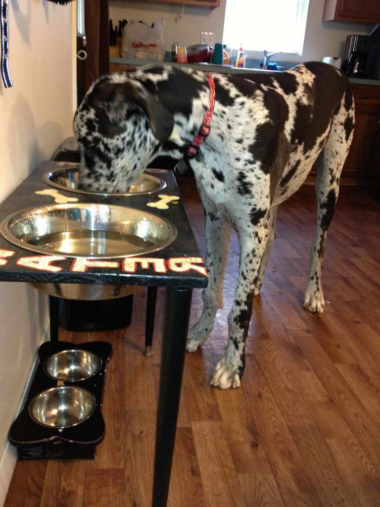 Elevated Feeder For Great Dane