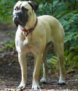 English Bull Mastiff Dog