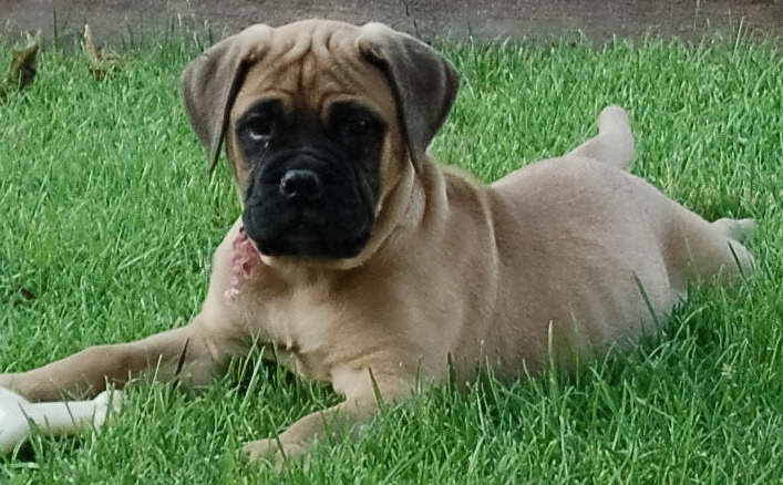 English Bull Mastiff Puppy For Sale