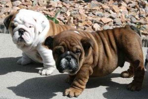 English Bulldog Pug Mix For Sale