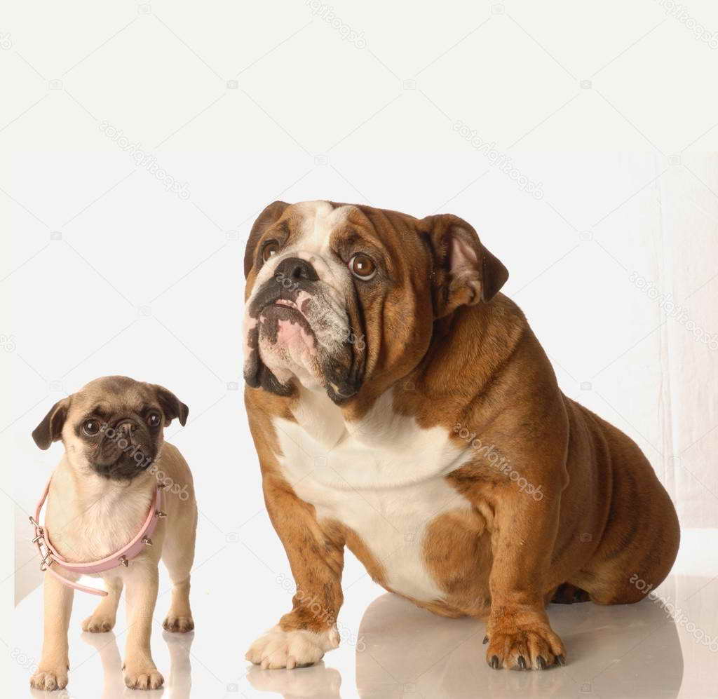English Bulldog Pug Puppy