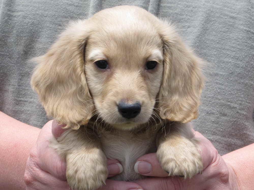 English Cream Dachshund Puppies PETSIDI