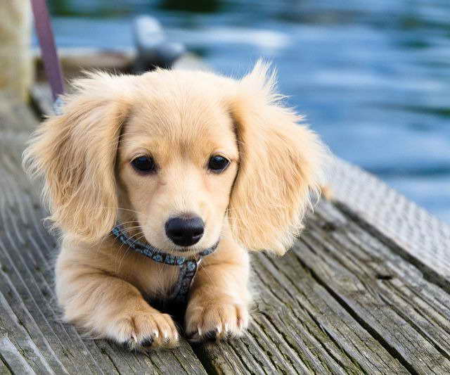 blonde long haired miniature dachshund