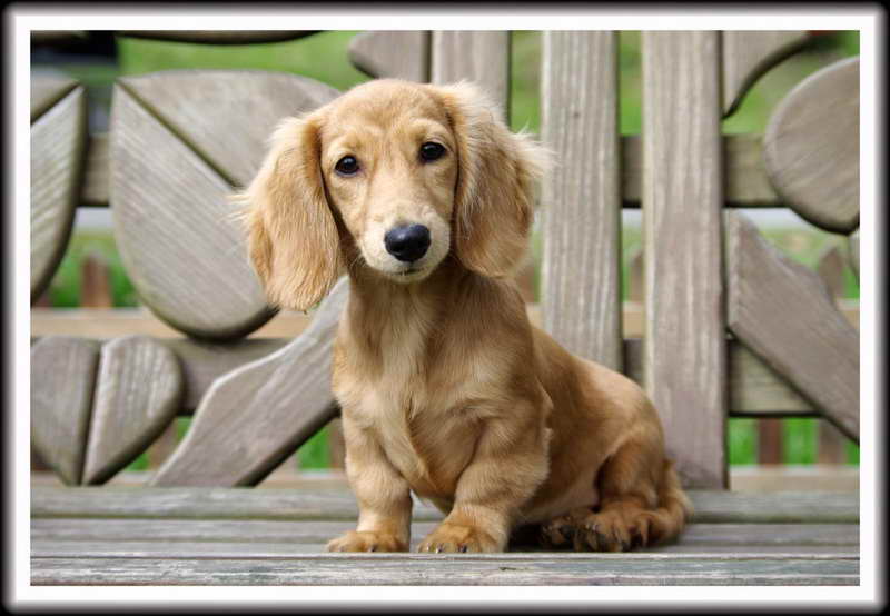 Cream Dachshund Puppy For Sale Uk / 1jggcow8 77tmm