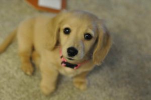 English Cream Short Haired Dachshund