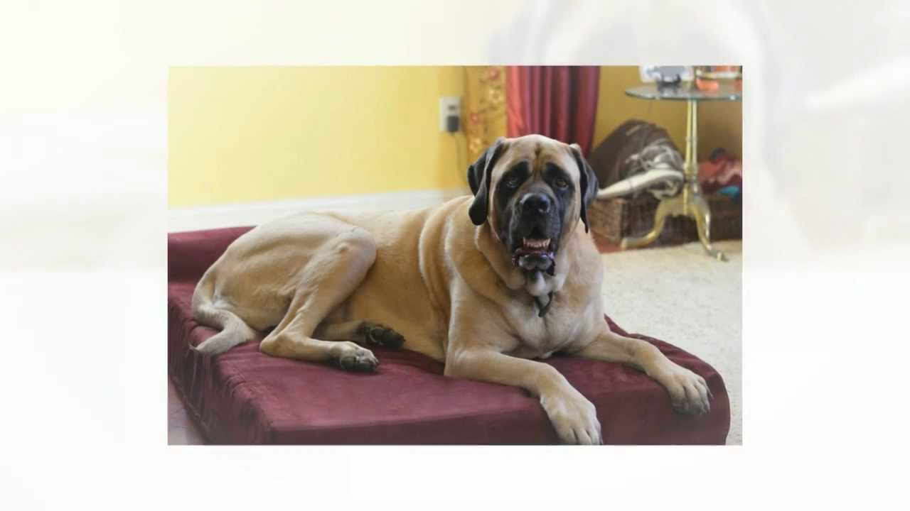 English Mastiff Bed