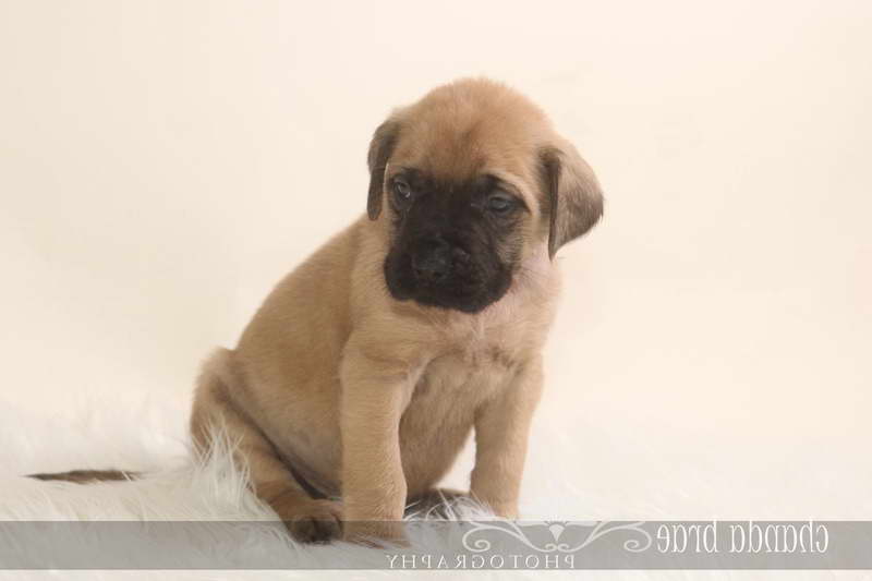 English Mastiff Breeders In Florida