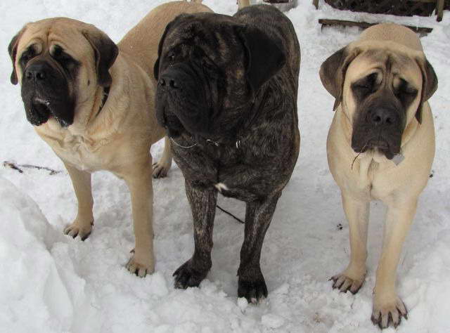 English Mastiff Breeders In Pa