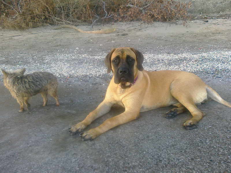 English Mastiff Breeders Ohio