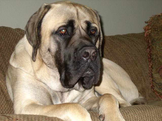 English Mastiff Breeders Texas