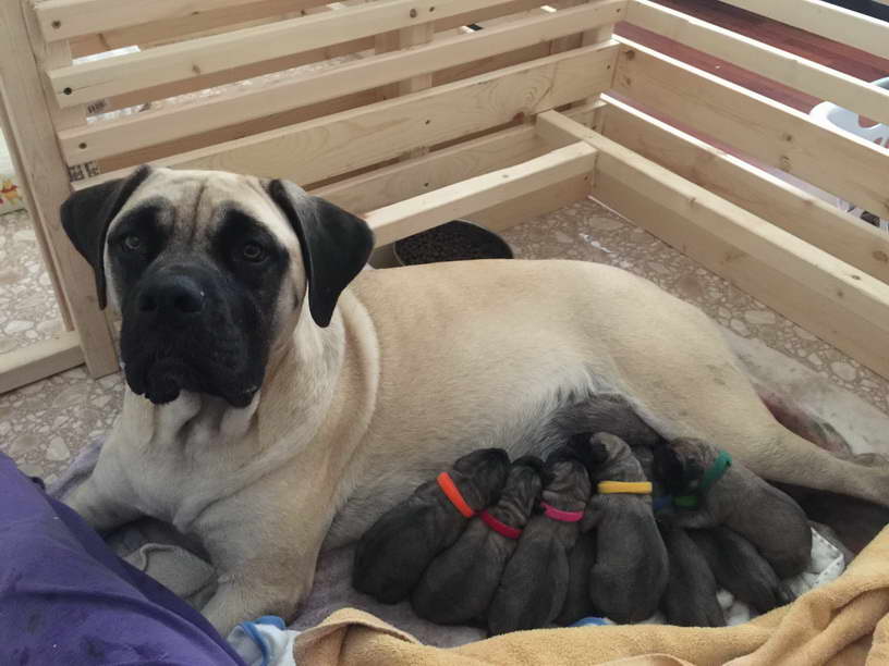 English Mastiff California