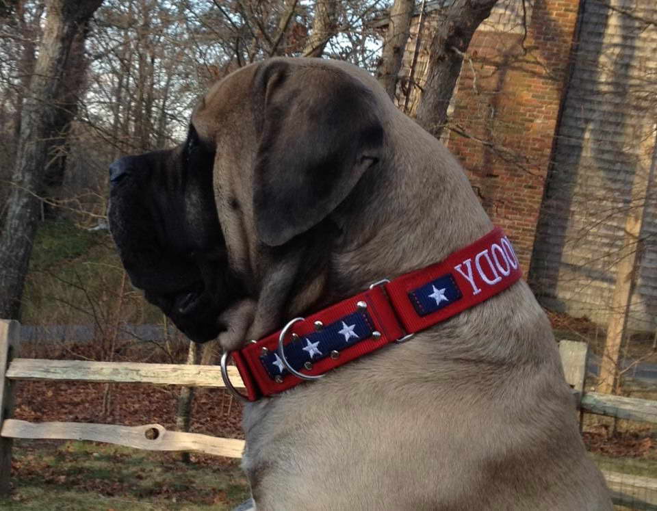 English Mastiff Collar