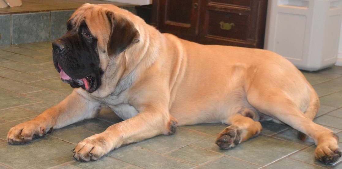 English Mastiff For Sale In Texas