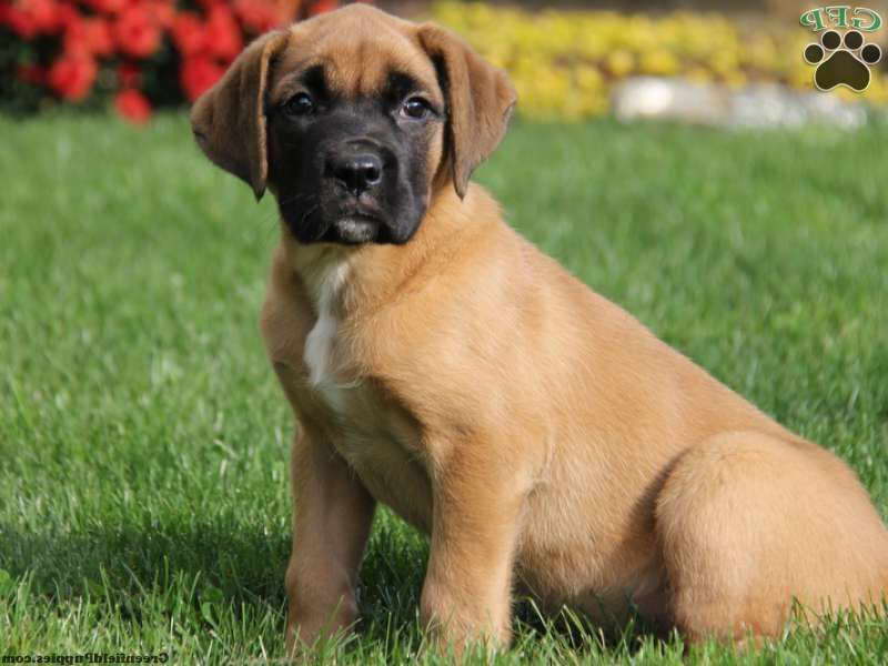 English Mastiff Mix Puppies For Sale