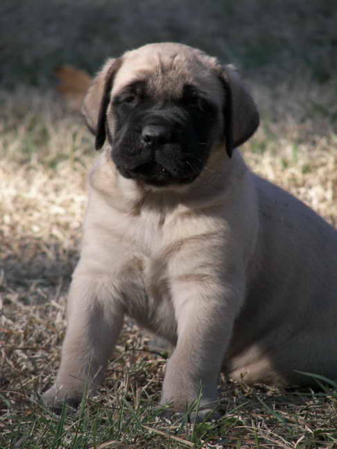 English Mastiff Puppies Breeders